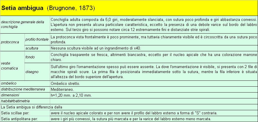 Il genere Setia e Crisilla nel Mediteraneo